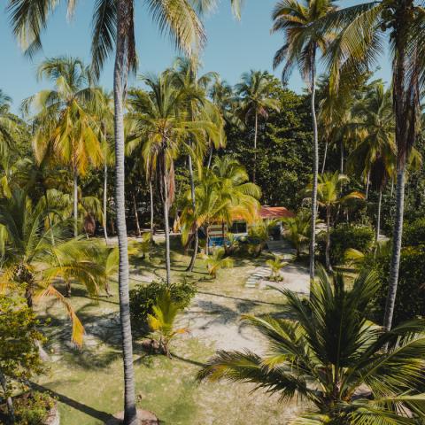 Palmeras