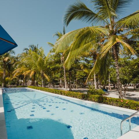 Piscina y Palmas